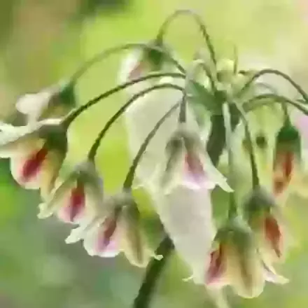 Nectaroscordum